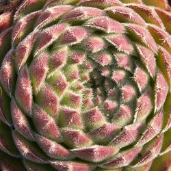 Sempervivum - Dachwurz - Hauswurz